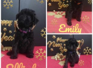 Štěňátka plemene Opičí pinč k rezervaci