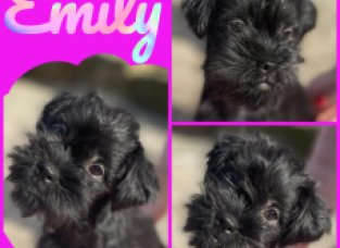 AKTUÁLNĚ JSOU VŠECHNA ŠTĚNÁTKA V NOVÝCH DOMOVECH