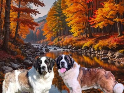 Čekáme štěňátka Moskevský strážní pes