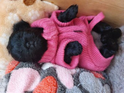 Čekáme štěňátka Opičí pinč:-)))