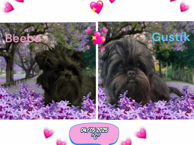 Přijímáme rezervace na štěňátka plemene Opičí pinč:-)))