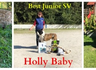 Holly Baby Best junior Special Dog show