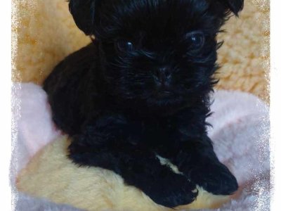 NEJ chlapeček z vrhu F