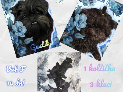 Máme štěňátka plemene Opičí pinč