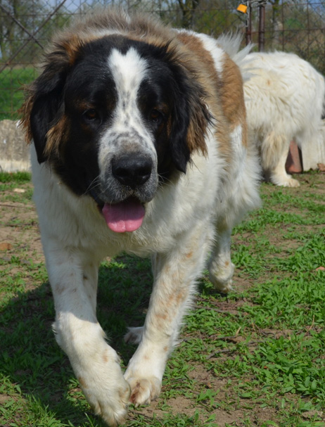 Moskevský strážní pes Bára - Baghira Great Big Bear